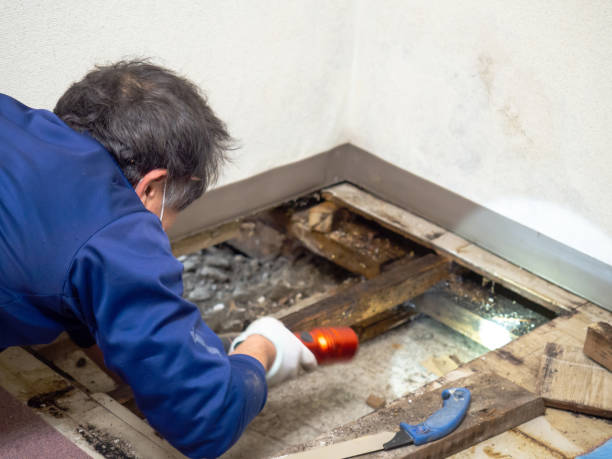 Professional Mold Remediation in West Lake Hills, TX