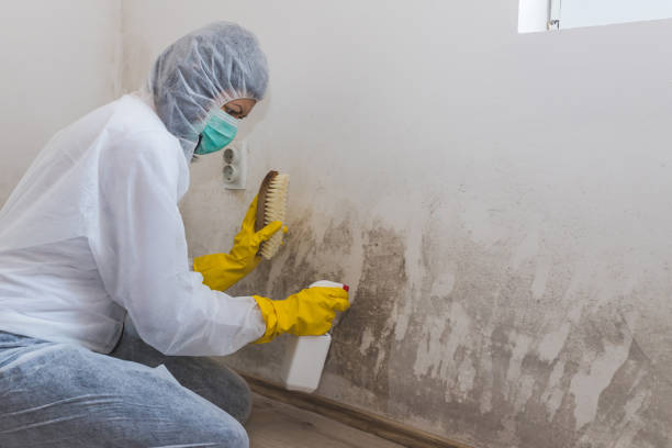 Best Commercial Mold Remediation in West Lake Hills, TX