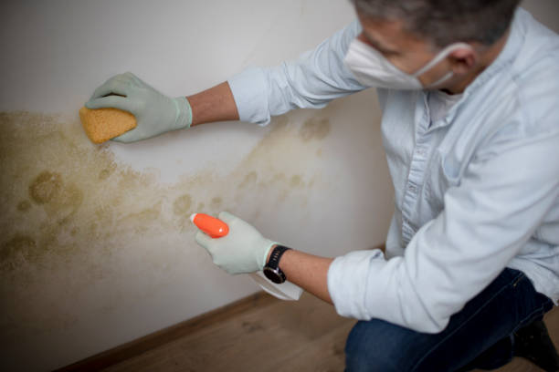 Best Post-Flood Mold Remediation in West Lake Hills, TX