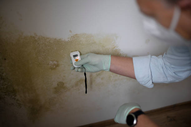 Best Basement Mold Remediation in West Lake Hills, TX