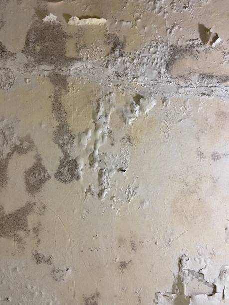 Best Insurance-Related Mold Remediation in West Lake Hills, TX
