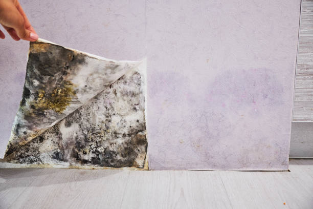 Best Bathroom Mold Remediation in West Lake Hills, TX